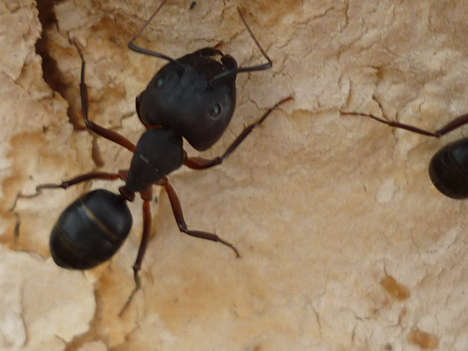 Black Biting Ant Black Biting Ant