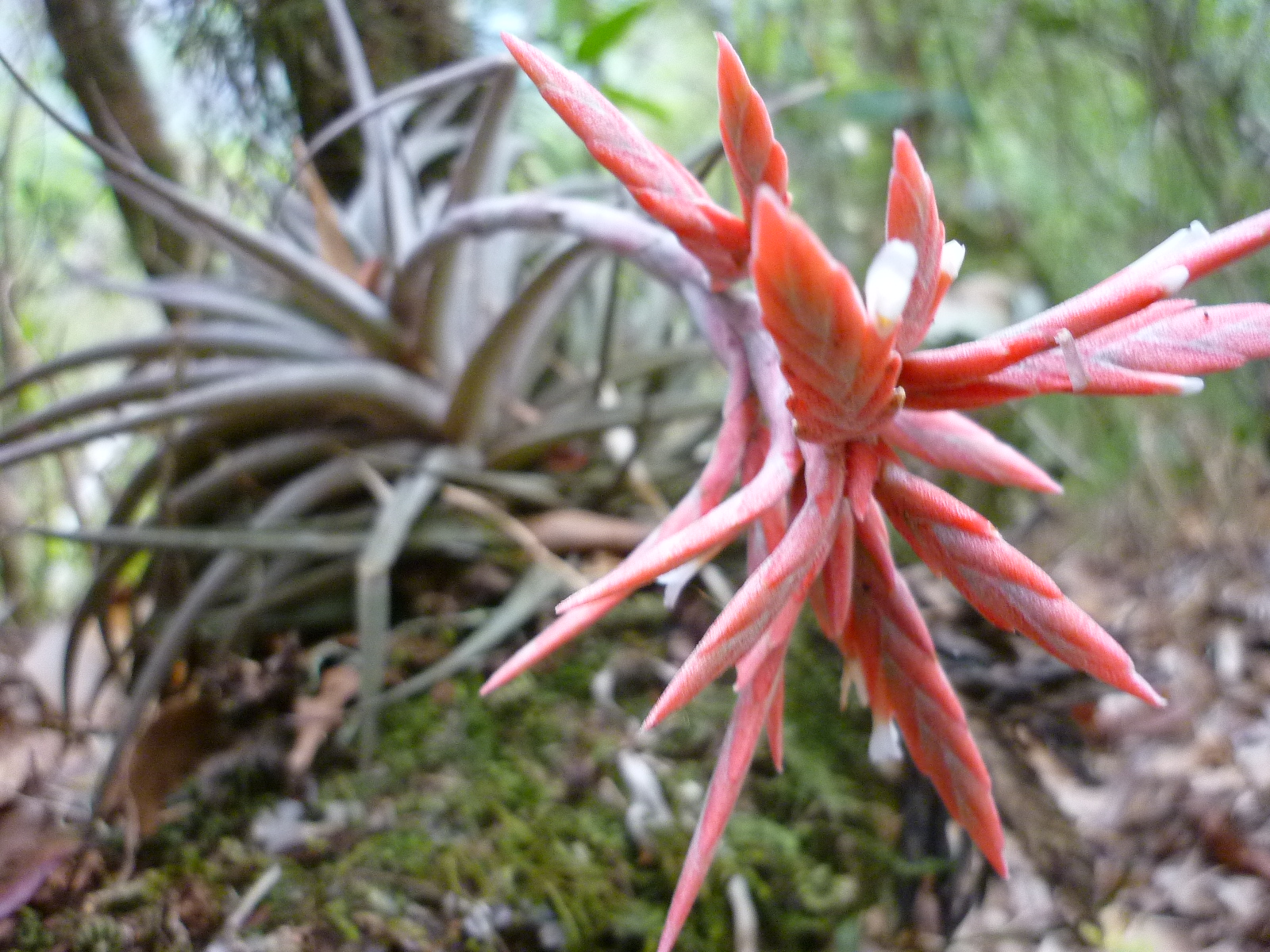 Plants of the Jungle Plants of the Jungle