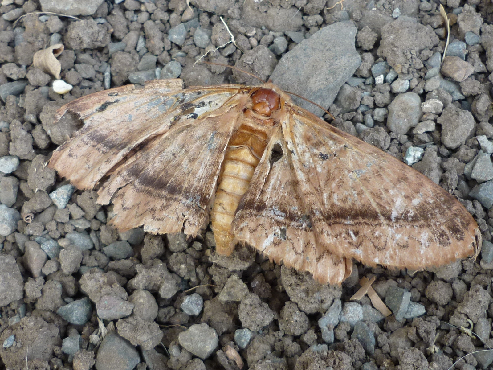 Moth or butterfly 23