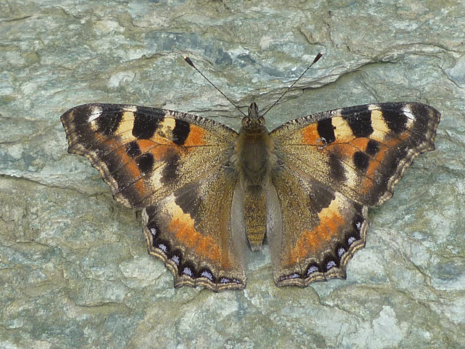 Moth or butterfly 19