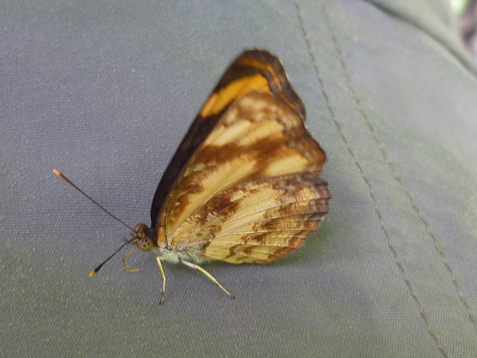 Moth or butterfly 16