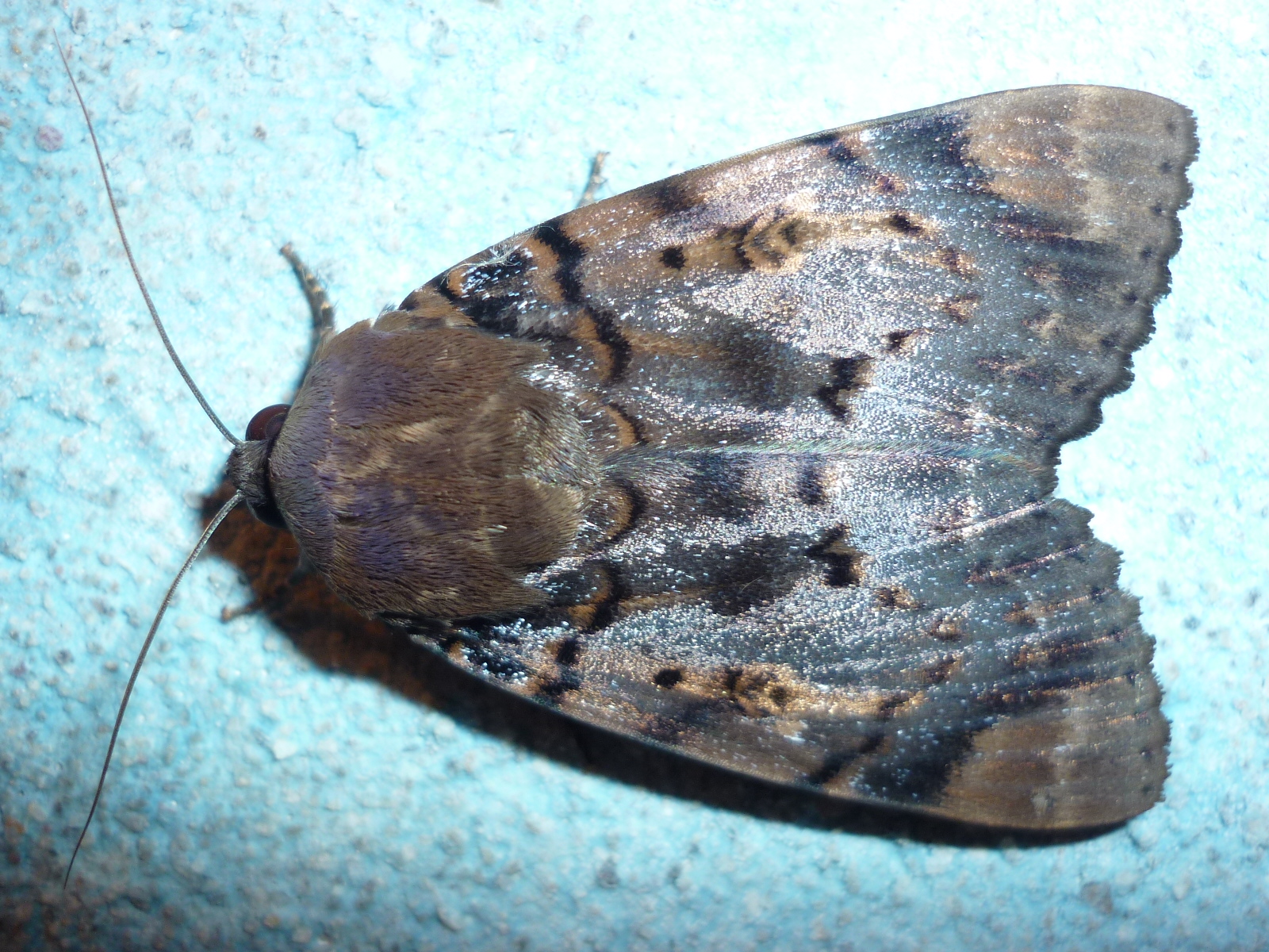 Moth or butterfly 14