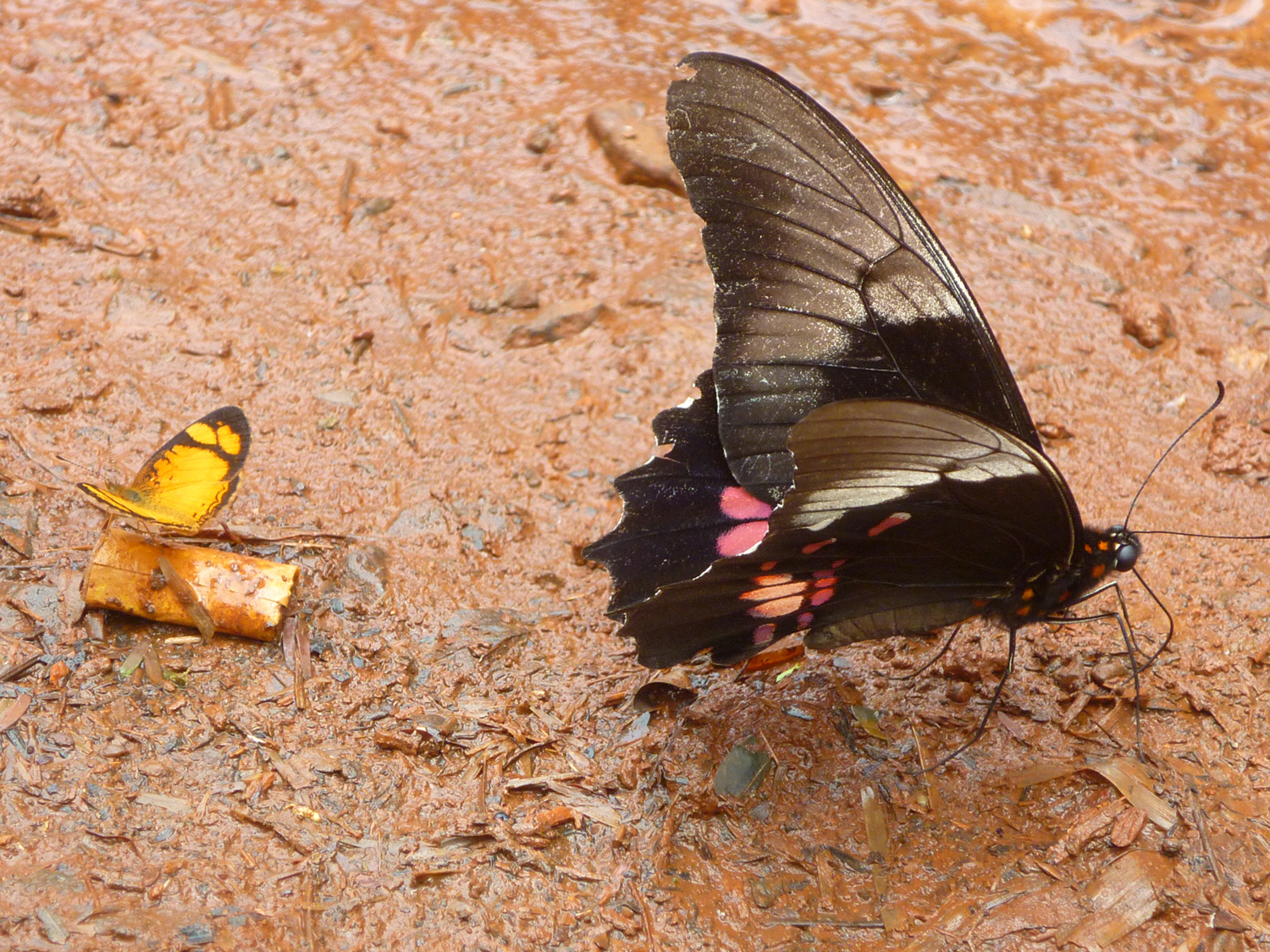 Moth or butterfly 30