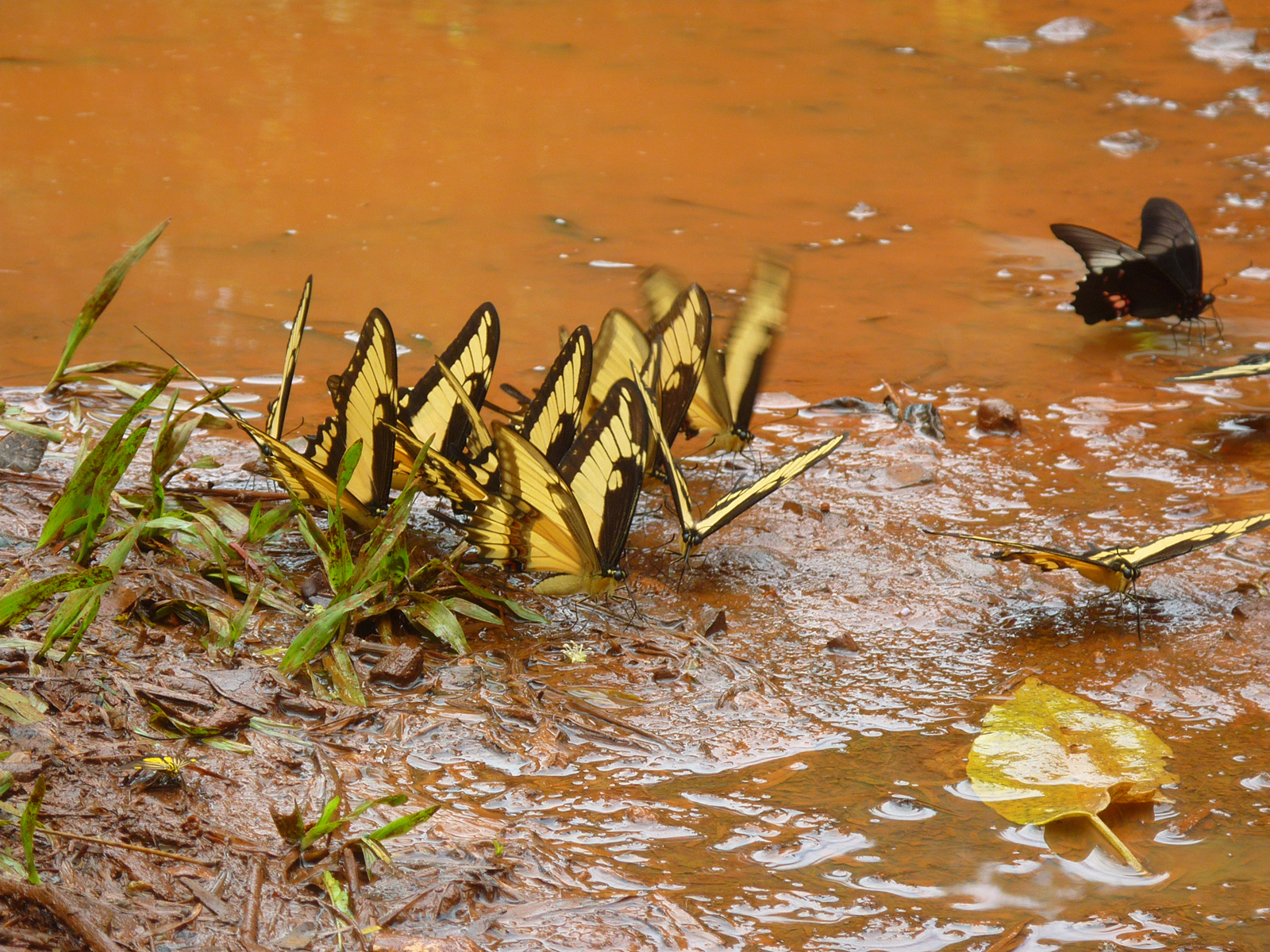 Moth or butterfly 31