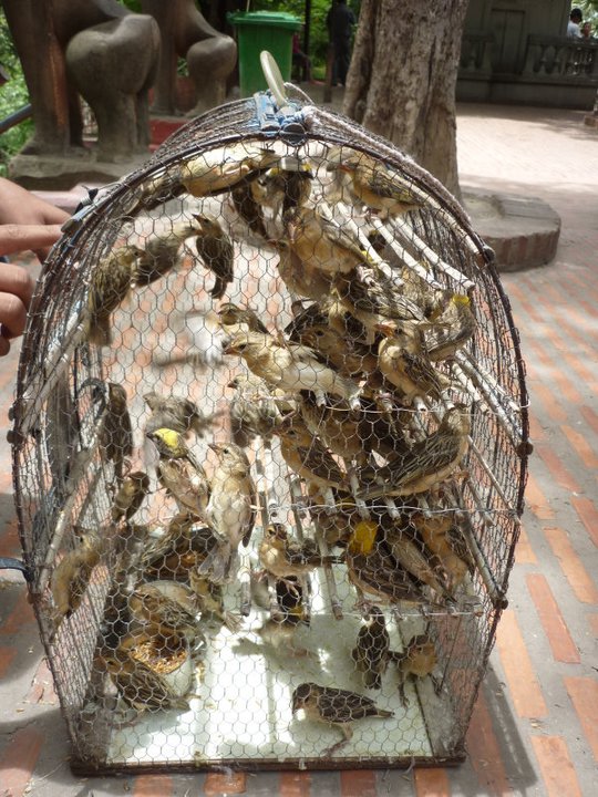 good luck birds for release